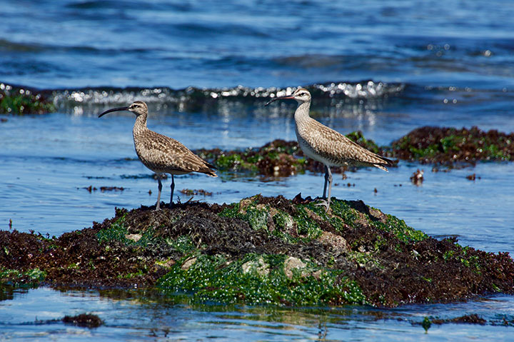 two long-beaked, long-legged birds stand on a rock at the shoreline